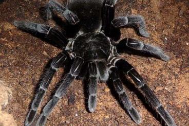 Spinnen und Skorpione kaufen und verkaufen Foto: Big adult females for sale