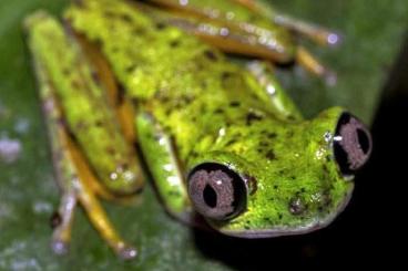 frogs kaufen und verkaufen Photo: Agalychnis lemur, Agalychnis callidryas