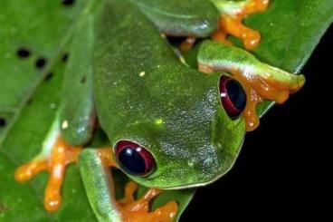 frogs kaufen und verkaufen Photo: Agalychnis callidryas (Hamm or Verona Reptiles) frogs kaufen und verkaufen Photo: Agalychnis callidryas (Hamm or Verona Reptiles)