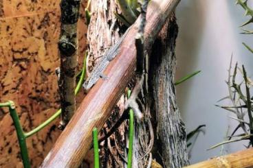 Geckos kaufen und verkaufen Photo: Phelsuma breviceps / Kurzkopf Taggecko