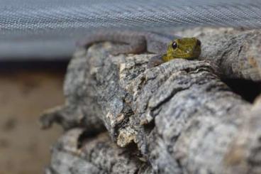 Geckos kaufen und verkaufen Foto: Lygodactylus picturatus / Gelbkopf Zwerggecko