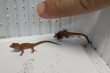 Geckos kaufen und verkaufen Foto: Heteronotia binoei / Kaktusgecko