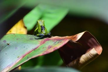 frogs kaufen und verkaufen Photo: Oophaga granulifera "Quepos"