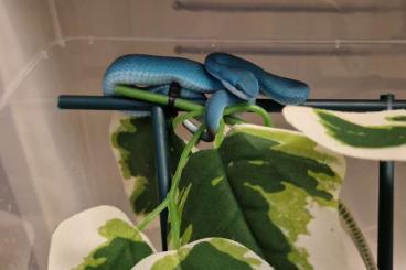 Giftschlangen kaufen und verkaufen Foto: 1.1 Trimeresurus insularis blue CB24