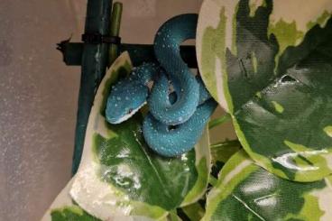 Giftschlangen kaufen und verkaufen Foto: 1.1 Trimeresurus insularis blue CB24