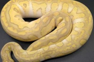 Königspythons kaufen und verkaufen Foto: Hobbyaufgabe Königspython Python Regius Ball Python