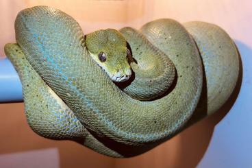 Snakes kaufen und verkaufen Photo: Baumpython Morelia Viridis 2 Pärchen 