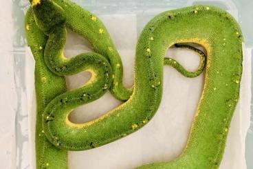 Schlangen kaufen und verkaufen Foto: Baumpython Morelia Viridis 1,0 Bock / male 