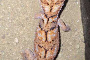 Geckos kaufen und verkaufen Foto: Chondrodactylus, Uroplatus, Nephrurus