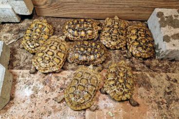 Landschildkröten kaufen und verkaufen Foto: Malacochersus tornieri 9 years old