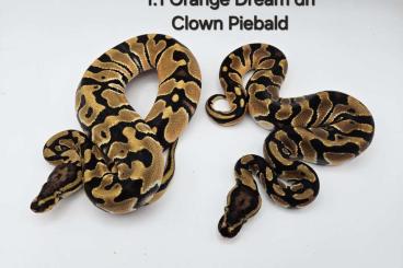 Königspythons kaufen und verkaufen Foto: 1.1 Orange Dream dh Clown Piebald Königspython Python Regius