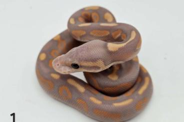 Königspythons kaufen und verkaufen Foto: Königspython, PH Monsoon, Clown, het Piebald