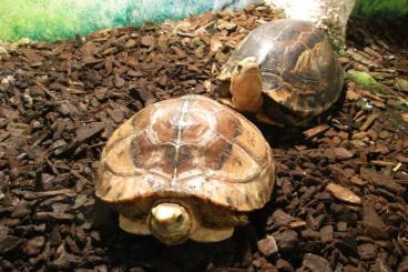 Schildkröten  kaufen und verkaufen Foto: verkaufe 1,1 C.picturata adult