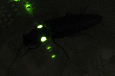 Insects kaufen und verkaufen Photo: Ignelater havaniensis (Bioluminescent Click Beetle)