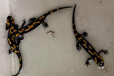 newts and salamanders kaufen und verkaufen Photo: Salamandra and newts available for Hamm and Houten 