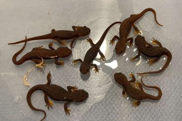 Schwanzlurche kaufen und verkaufen Foto: Available newts and salamandra’s