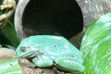 frogs kaufen und verkaufen Photo: 0.0.3 Litoria caerulea DNZ23