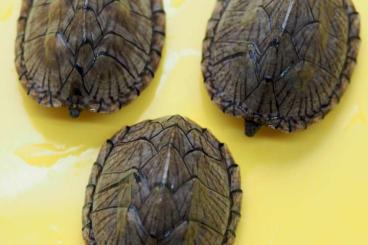 Turtles and Tortoises kaufen und verkaufen Photo: 0.0.3 Dach-Moschusschildkröten, Sternotherus carinatus