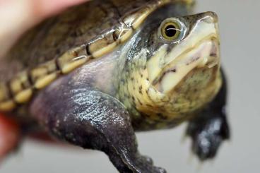 Turtles and Tortoises kaufen und verkaufen Photo: Claudius angustatus & Mauremys rivulata