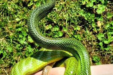 Nattern ungiftige  kaufen und verkaufen Foto: 1.1 Gonyosoma oxycephalum green