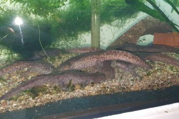 Schwanzlurche kaufen und verkaufen Foto: Ambystoma rivulare von 2023 Schwanzlurche kaufen und verkaufen Foto: Ambystoma rivulare von 2023