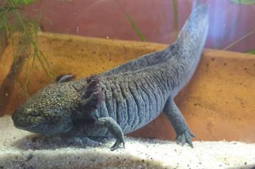 newts and salamanders kaufen und verkaufen Photo: Reinerbige Axolotl, Ambystoma mexicanum newts and salamanders kaufen und verkaufen Photo: Reinerbige Axolotl, Ambystoma mexicanum