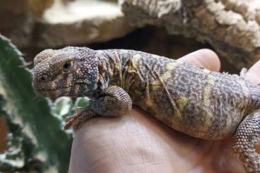 Agama kaufen und verkaufen Photo: Uromastyx Ornata Ornata !!!