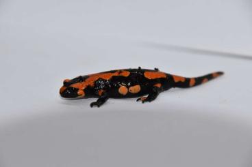 Salamander kaufen und verkaufen Foto: Looking for salamandra terrestris 