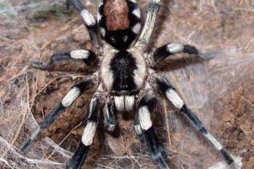 Vogelspinnen kaufen und verkaufen Foto: Hamm (14.09) / Shipping……….. www.Exotic-Spiders.com