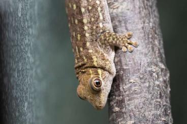 Geckos kaufen und verkaufen Foto: I am looking for these Phelsuma sp