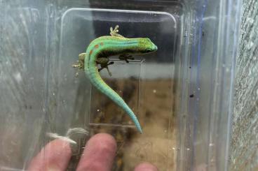 Geckos kaufen und verkaufen Foto: Phelsuma robertmertensi 1.1