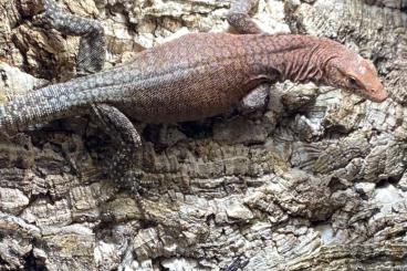 Warane kaufen und verkaufen Foto: 1.0 Varanus Pilbarensis                      