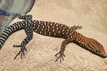 Monitor lizards kaufen und verkaufen Photo: Varanus pilbarensis (Pilbara Rock Monitor)