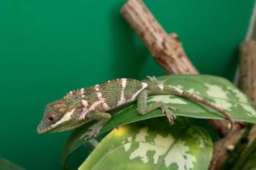 andere Echsen kaufen und verkaufen Foto: Anolis, geckos, pythons, corallus, colubrids