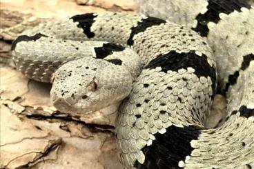 Venomous snakes kaufen und verkaufen Photo: Acanthophis and Crotalus sp.