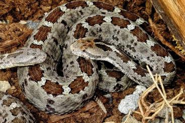 Venomous snakes kaufen und verkaufen Photo: Crotalus aquilus NZ 2024, Querétaro, Mexico