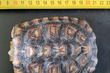 Schildkröten  kaufen und verkaufen Foto: 5 Malacochersus Tornieri juveniles