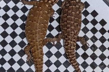 Lizards kaufen und verkaufen Photo:  - Egernia hosmeri CB23 -     