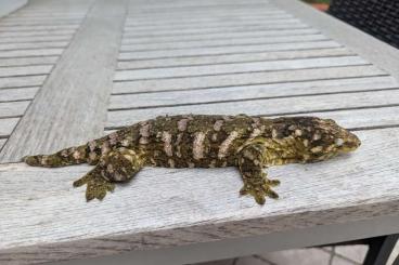 Geckos kaufen und verkaufen Foto: - New Caladonian Geckos -