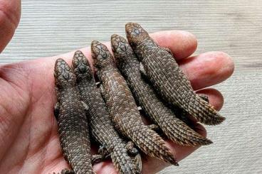 Skinks kaufen und verkaufen Photo: - Egernia - Egernia - Egernia -