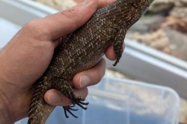 Lizards kaufen und verkaufen Photo:   - Egernia stokesii -   