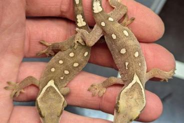 Geckos kaufen und verkaufen Photo: - New Caladonian Geckos -