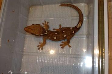 Geckos kaufen und verkaufen Photo: correlophus sarasinorum white collar