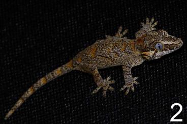 Geckos kaufen und verkaufen Foto: Rhacodactylus auriculatus ENZ 2023