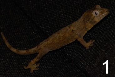Geckos kaufen und verkaufen Foto: 0.2 Mniarogekko chahoua ENZ