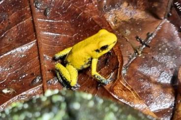 Pfeilgiftfrösche kaufen und verkaufen Foto: Phyllobates terribilis gelb