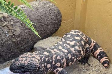 Lizards kaufen und verkaufen Photo: Heloderma Suspectum Nachzuchten Lizards kaufen und verkaufen Photo: Heloderma Suspectum Nachzuchten