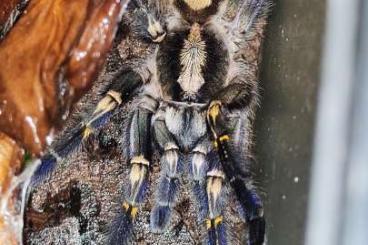 Spinnen und Skorpione kaufen und verkaufen Foto: Hamm März Vogelspinnen Weibchen 