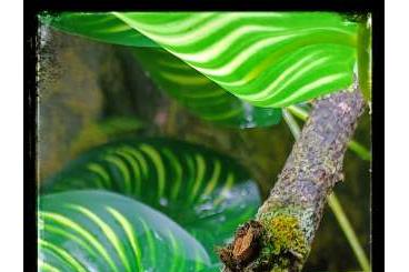 Geckos kaufen und verkaufen Foto: Uroplatus Phantasticus Cb22 