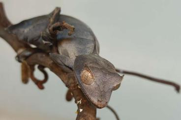 Geckos kaufen und verkaufen Foto: 0.1 Uroplatus Phantasticus Nz22 Geckos kaufen und verkaufen Foto: 0.1 Uroplatus Phantasticus Nz22